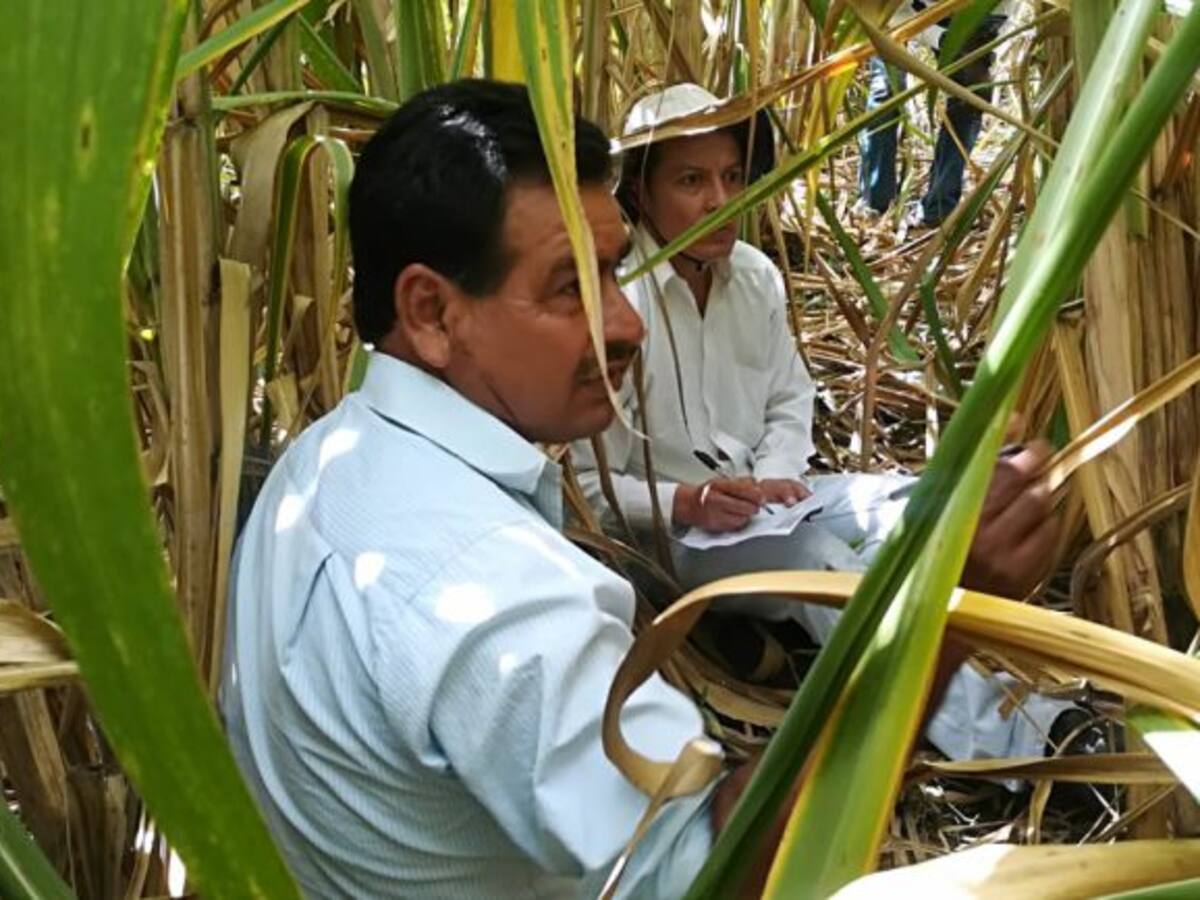 Azúcar y panela: verdades y mitos