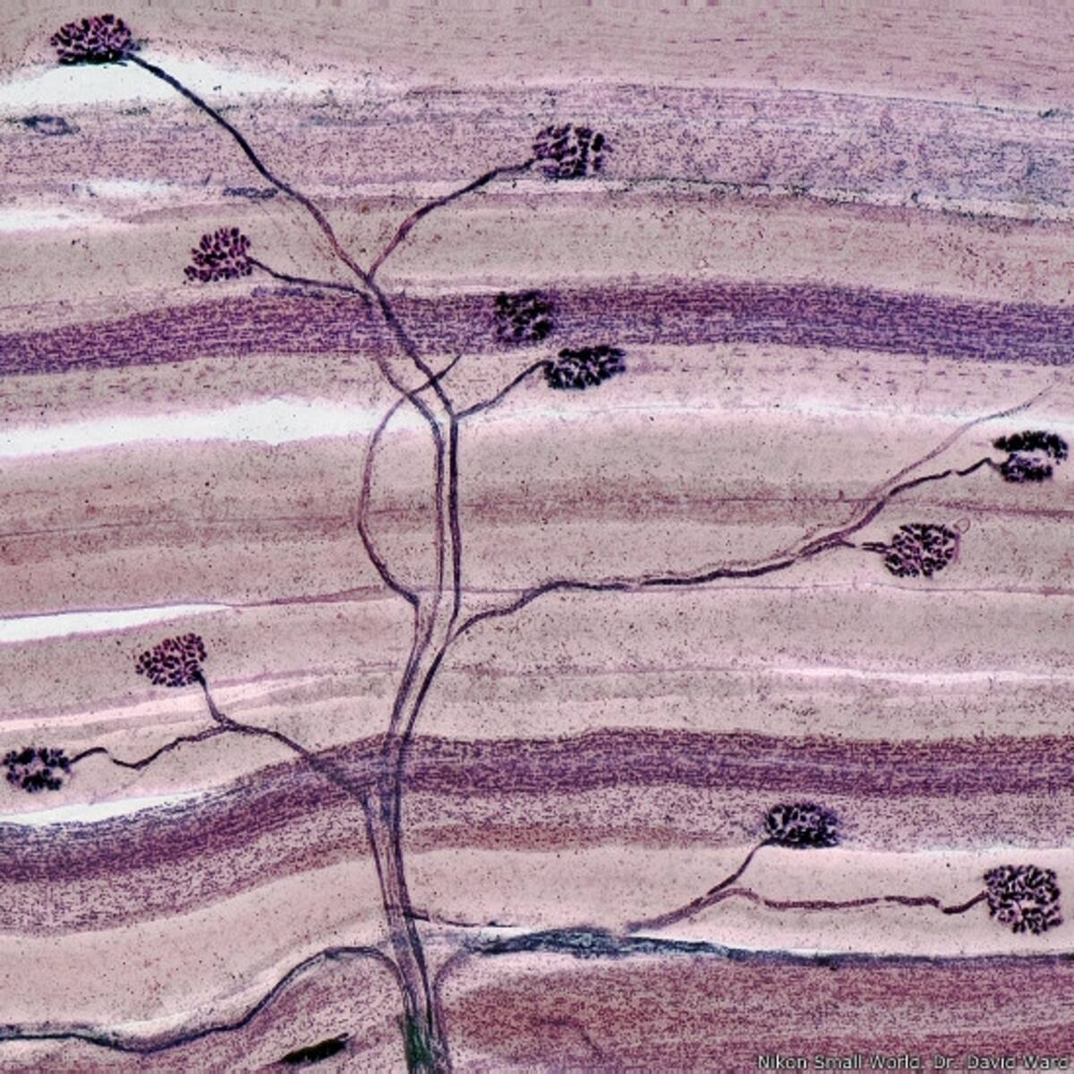 18º - Christian Sardet, del Centro Nacional para la Investigación Científica (CNRS, por sus siglas en francés) en Villefranche-sur-Mer, Francia. Imagen de una larva anélido.
