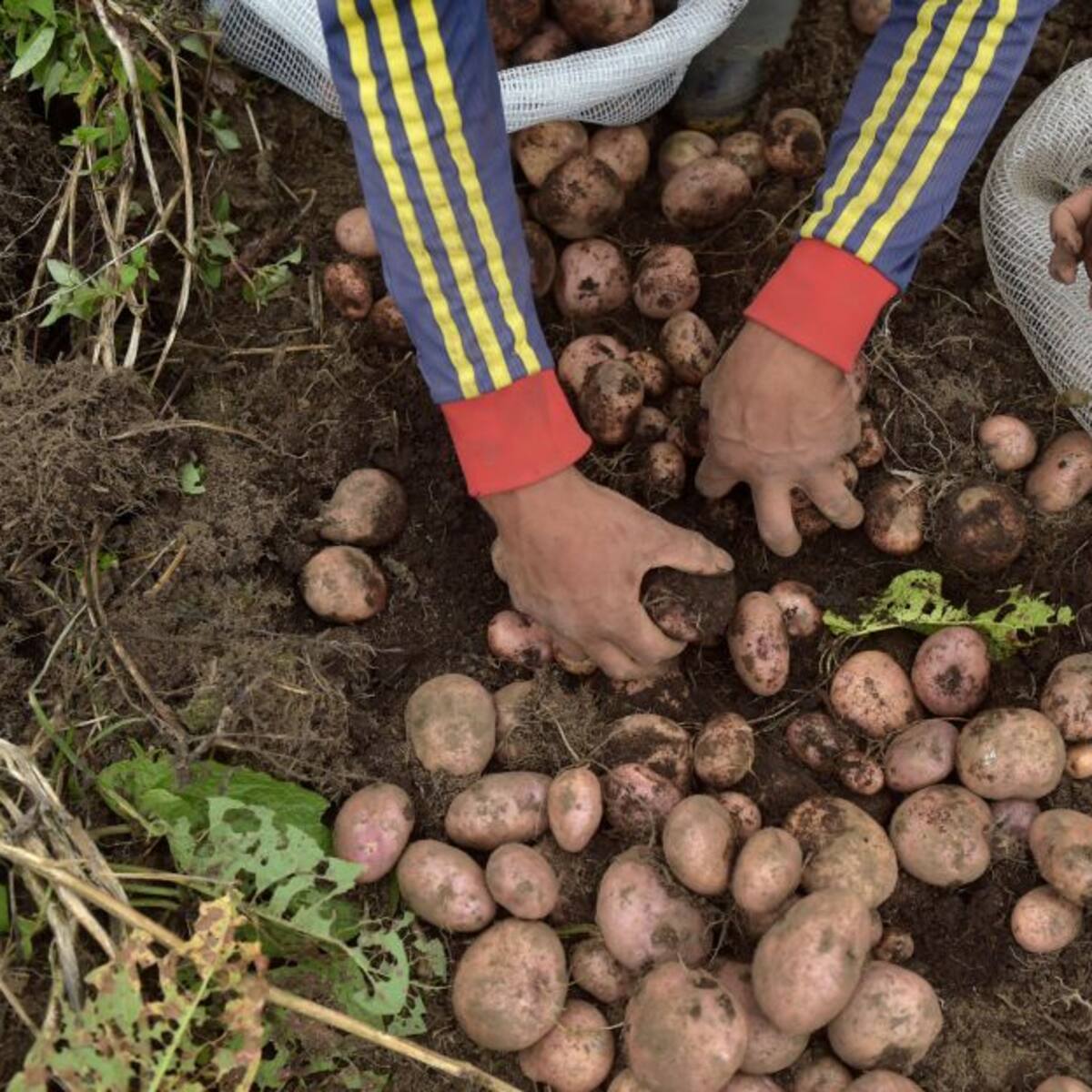 Más del 50 % de los productores de papa han dejado de cultivar en Boyacá
