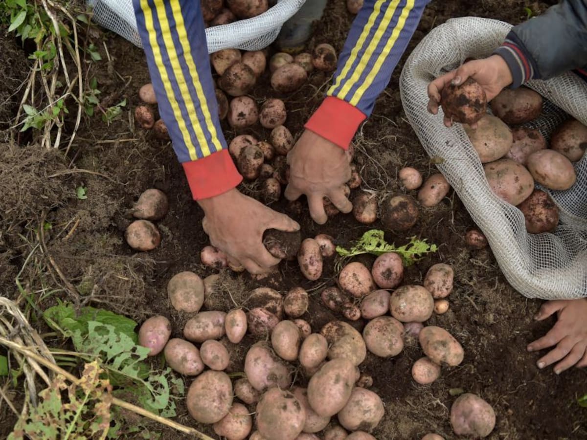 Más del 50 % de los productores de papa han dejado de cultivar en Boyacá