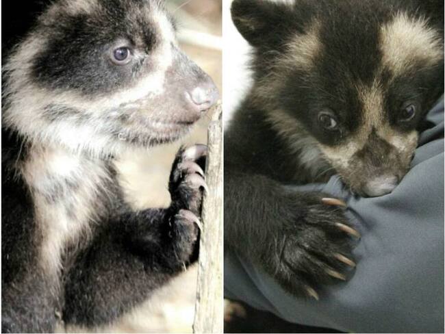 El bebé de oso andino rescatado en Remedios, ya está en el Zoológico de Medellín