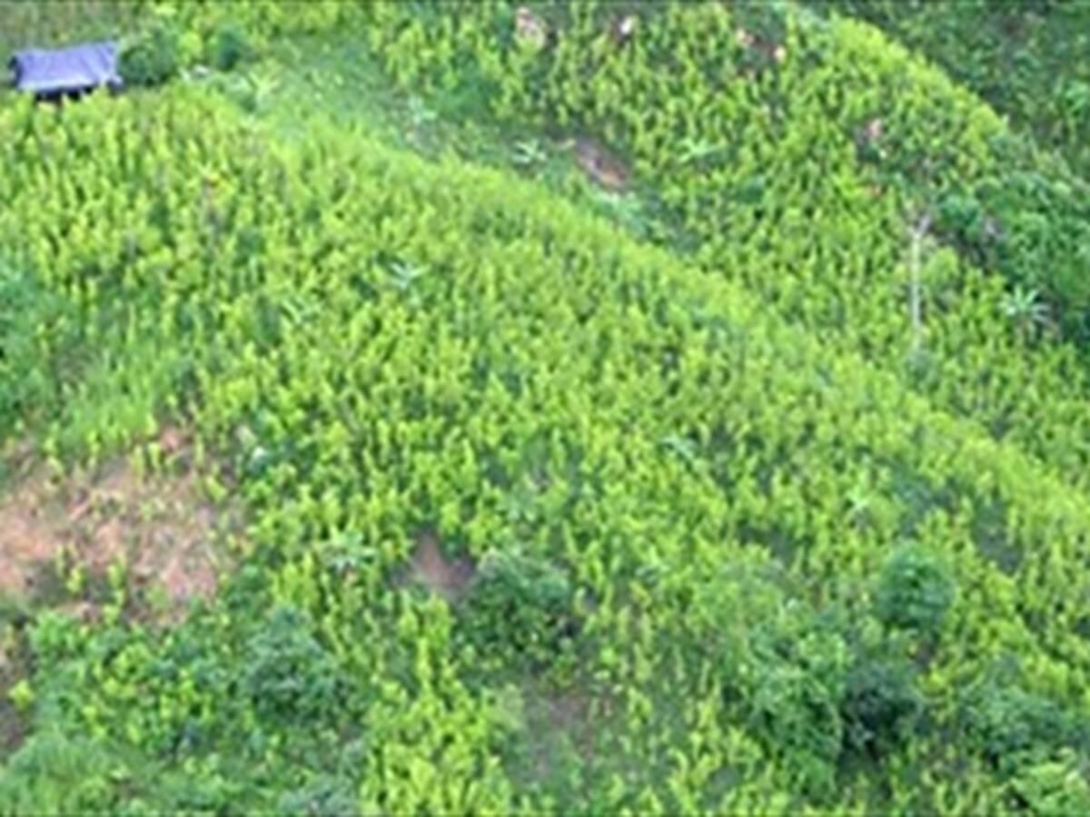 En un 40 por ciento se incrementaron los cultivos ilícitos en Colombia