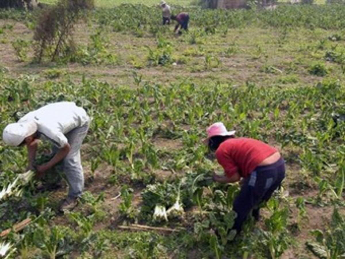Gremios están sorprendidos con crecimiento en agricultura en II trimestre de 2013