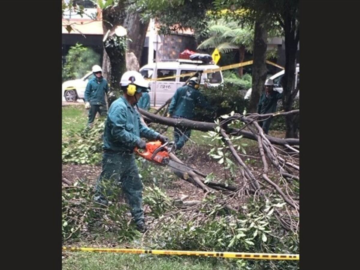 La respuesta del Jardín Botánico de Bogotá ante tala masiva de arboles en el Virrey