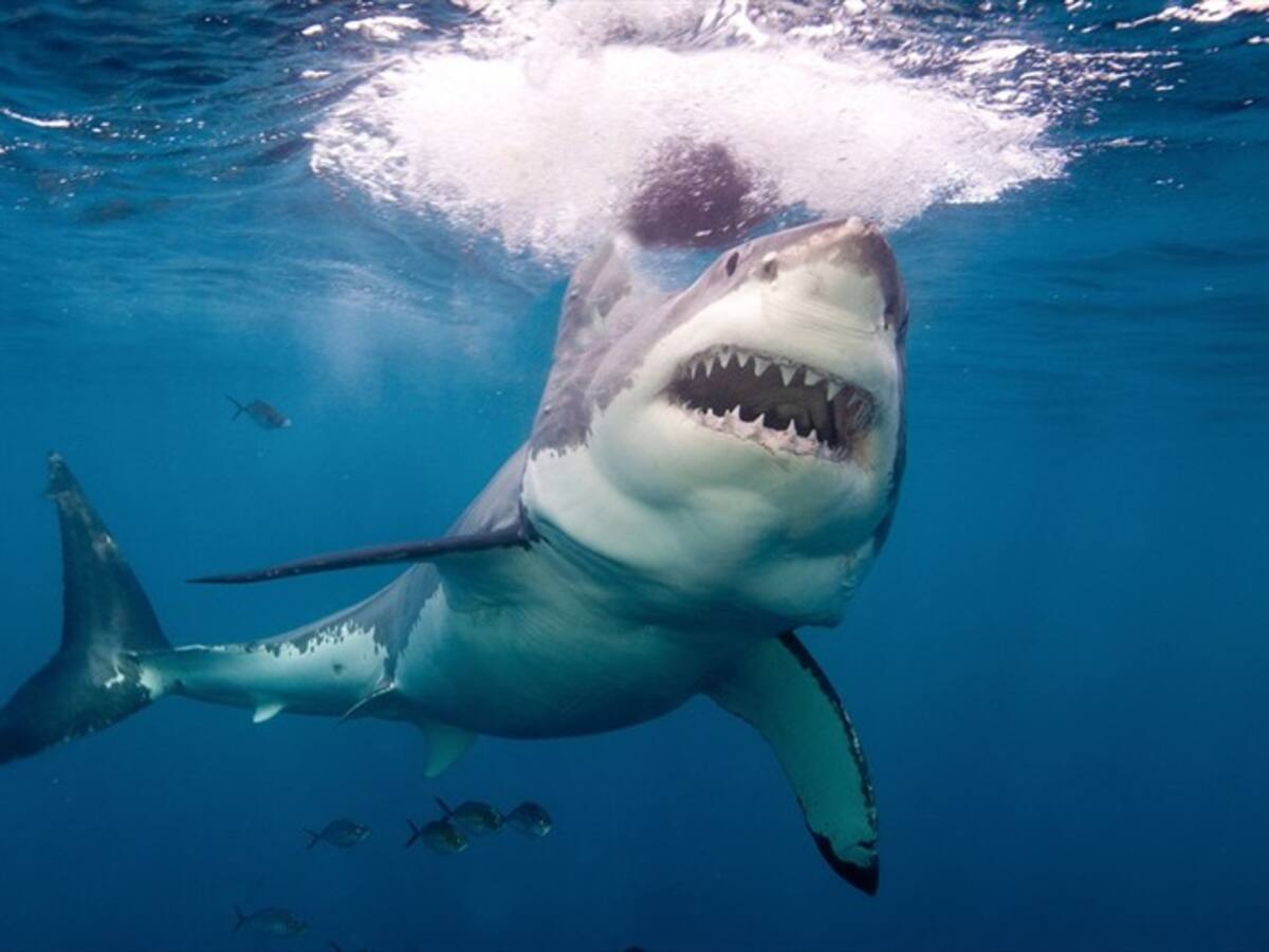 Medida cautelar ordena eliminar expresión “aleta” en resolución de Minagricultura