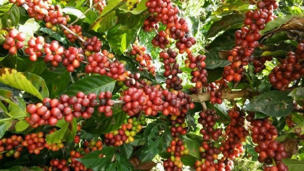 Cenicafé genera variedades con mayor resistencia a la roya
