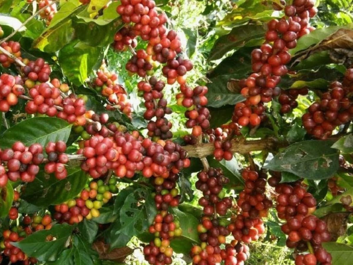 Cenicafé genera variedades con mayor resistencia a la roya