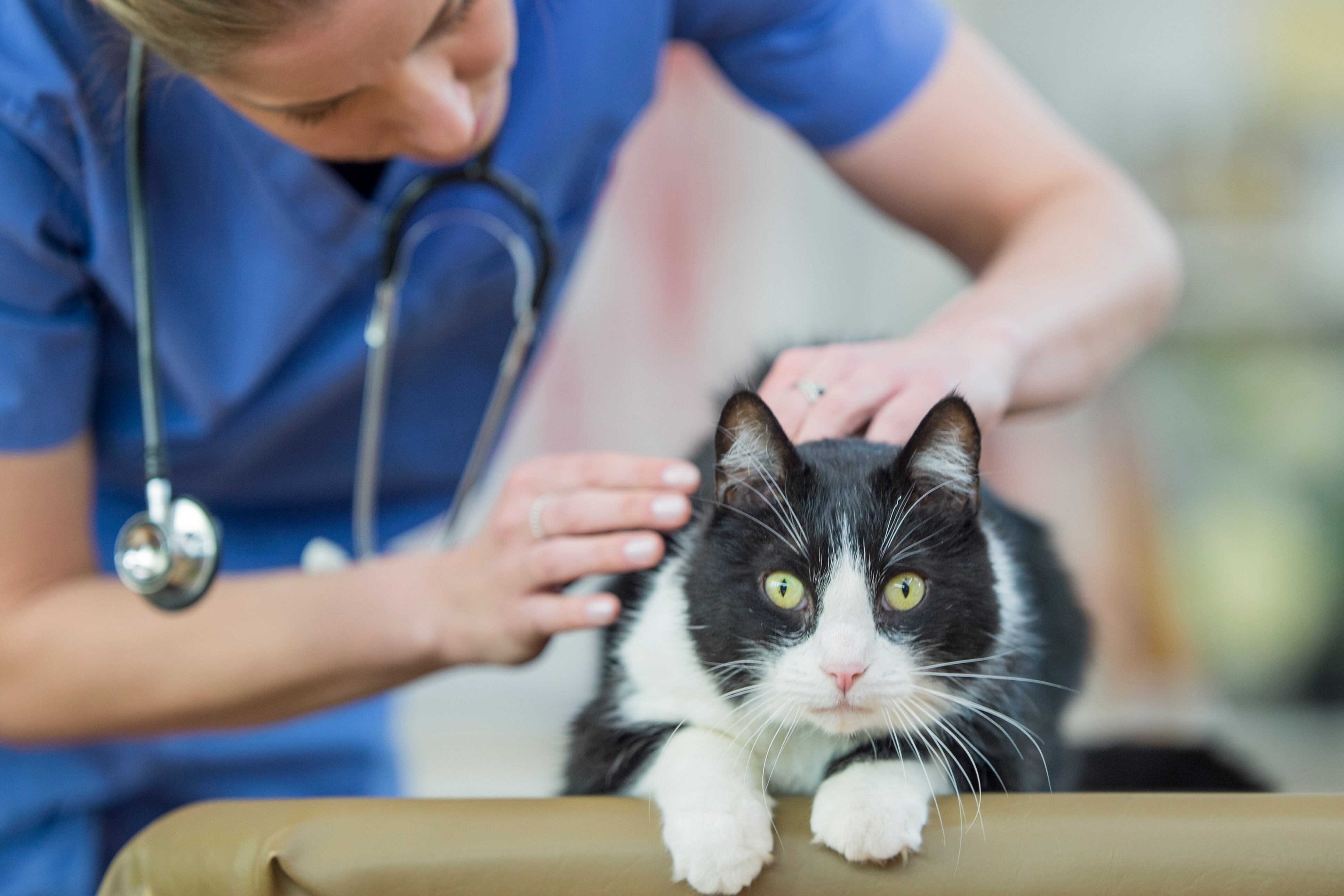 Veterinaria revisando el cuerpo de un gato. (Foto. Getty Images)