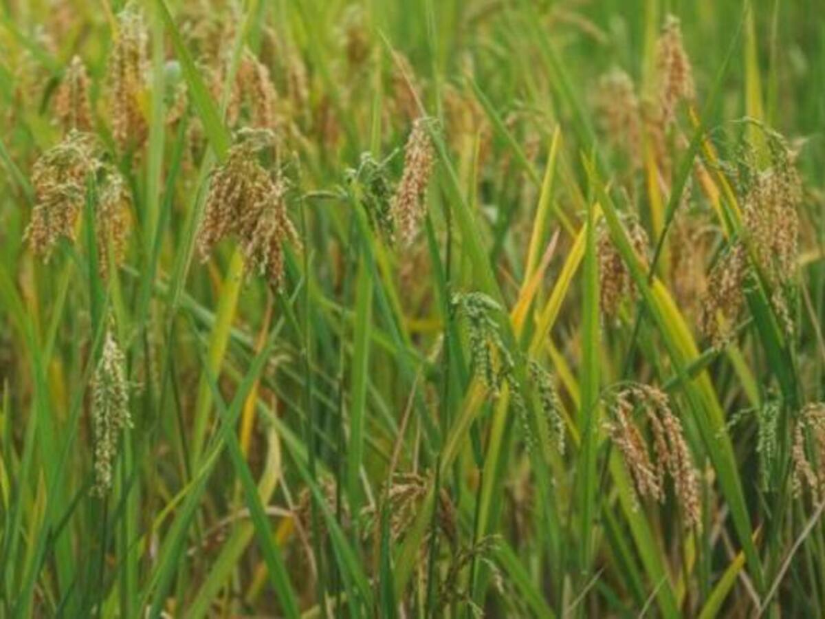 Aplazan importaciones de arroz de Perú