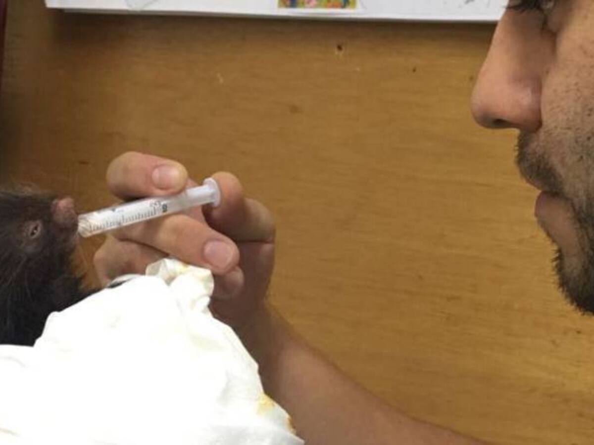 Rescatan puerco espín en Quinchía, Risaralda