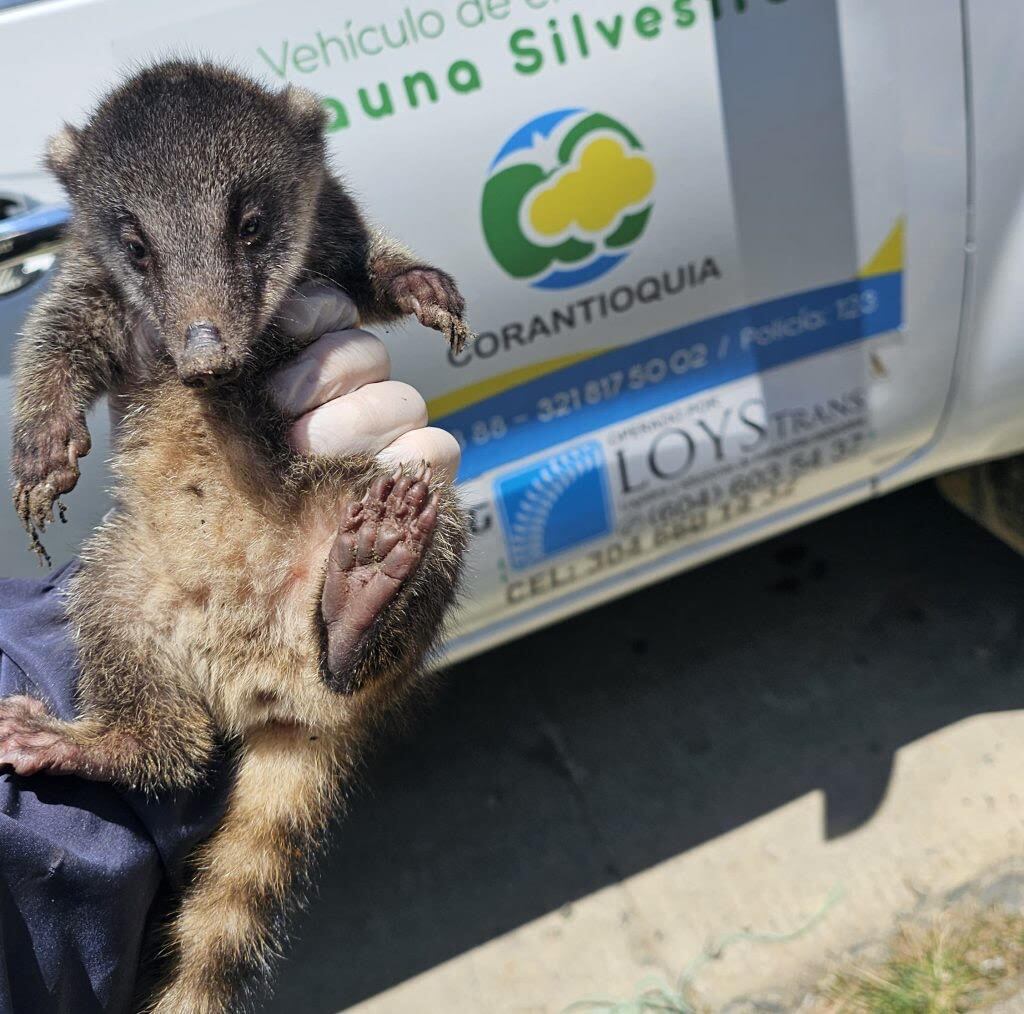 Fauna silvestre. (Imagen referencial). Foto: Cortesía.