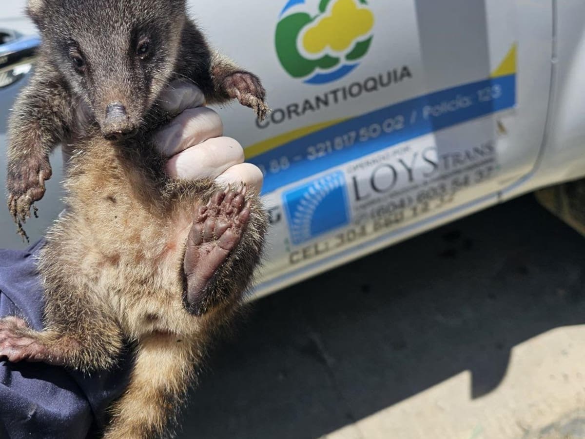 Corantioquia tendrá más de 40 operativos para evitar el tráfico de fauna y flora este puente festivo