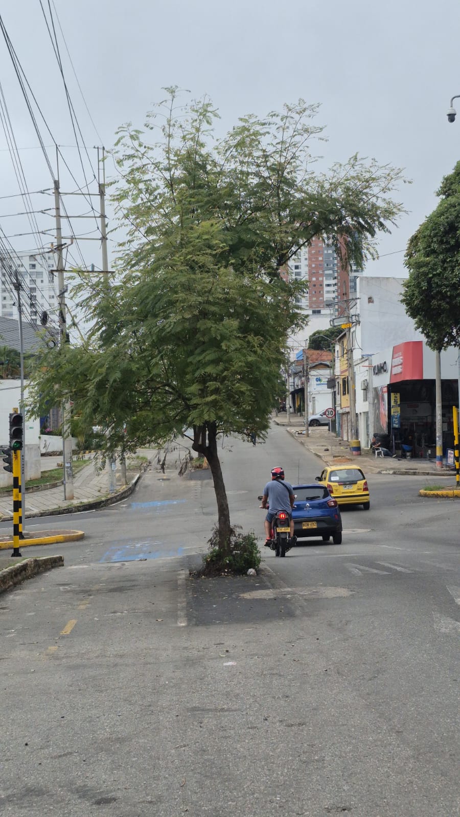 Árbol sobre la carrera 21 de Bucaramanga