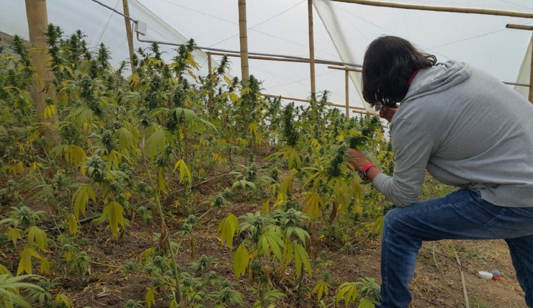 Proyecto sobre cannabis medicinal