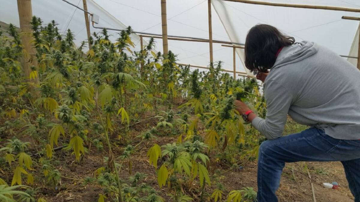 Plagas que podrían afectar a los cultivos cannabis medicinal