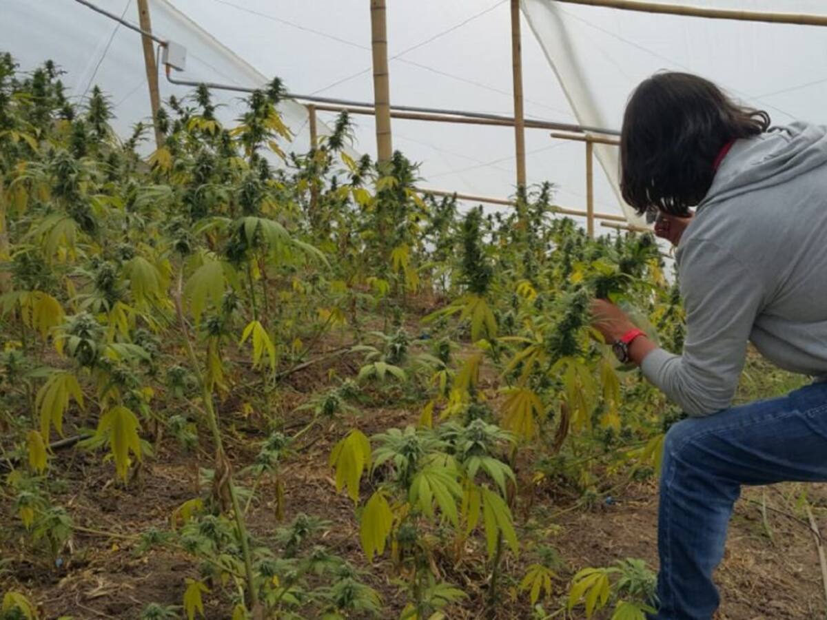 Plagas que podrían afectar a los cultivos cannabis medicinal