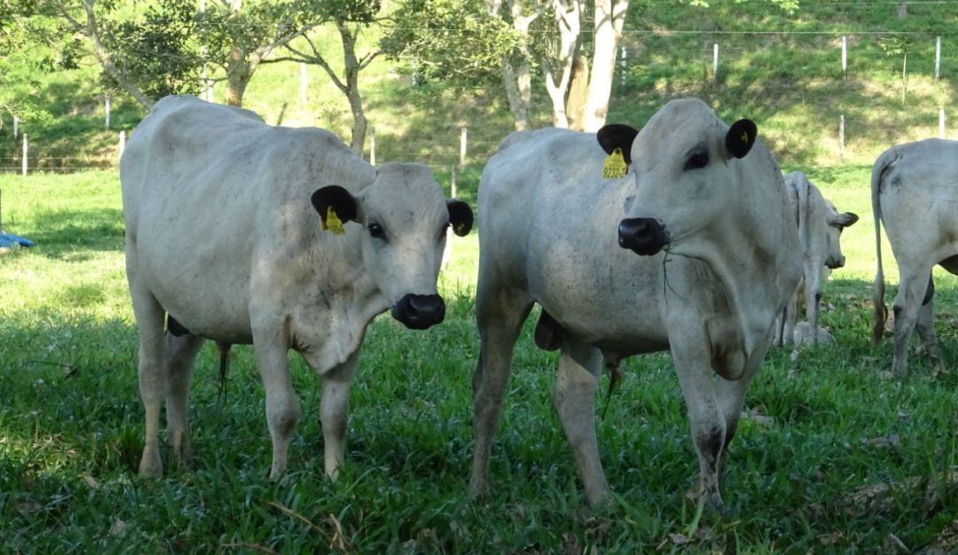 Ganado criollo blanco orejinegro