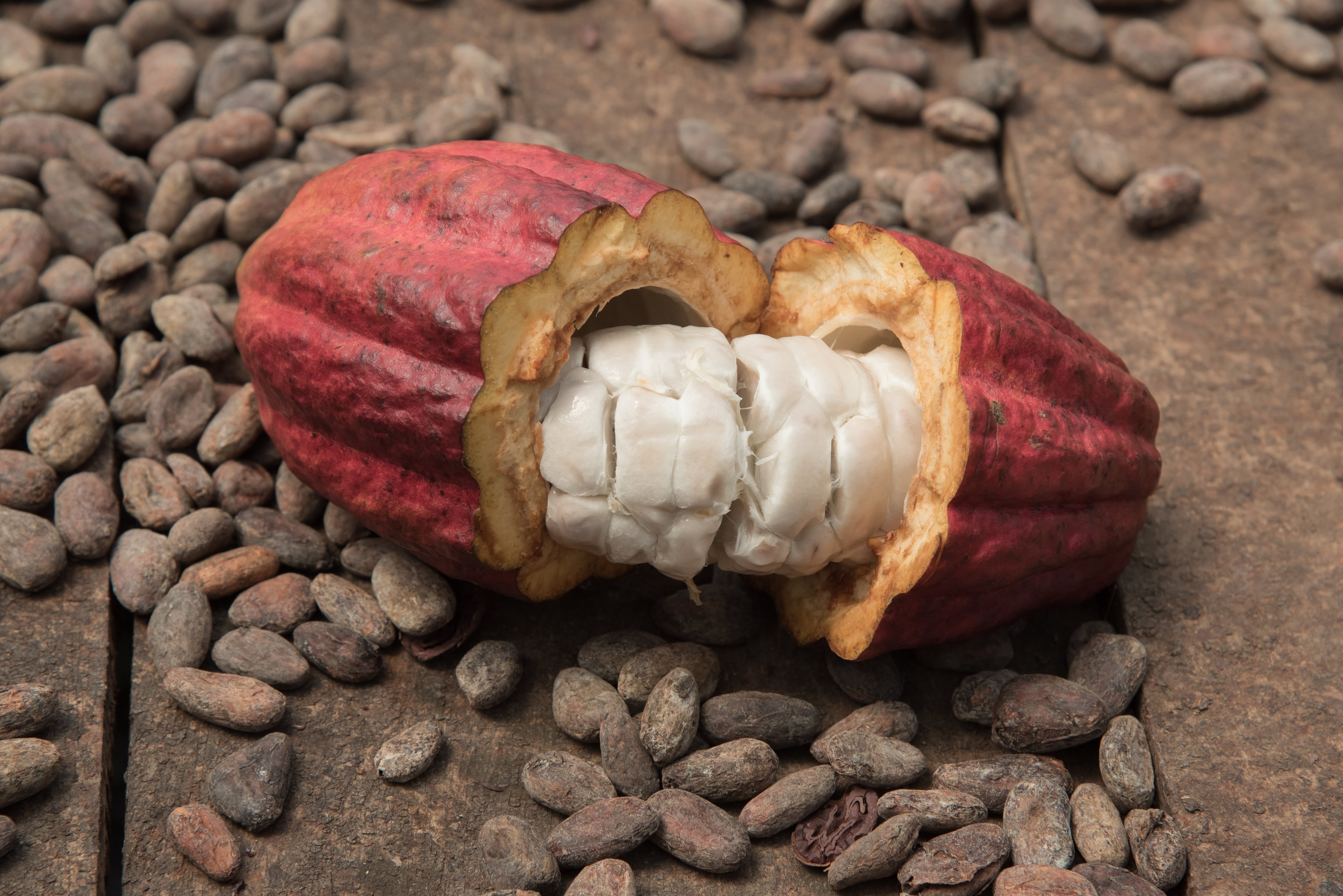 Cacao en Colombia - Getty Images