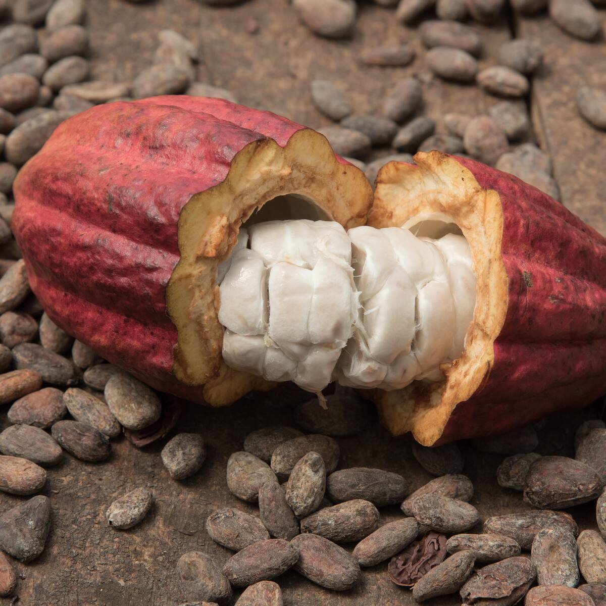 ¿Dónde está el mejor cacao de Colombia? Fruto ‘exótico’ y muy cultivado en el país