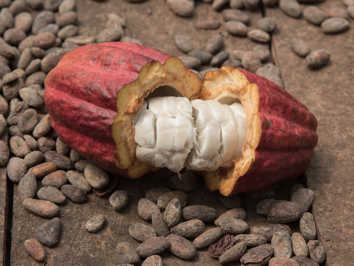 ¿Dónde está el mejor cacao de Colombia? Fruto ‘exótico’ y muy cultivado en el país