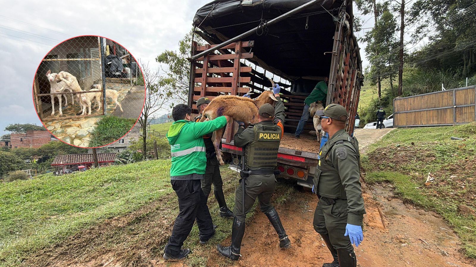 Rescatan 13 animales en Altavista y anuncian investigación por presunto maltrato Foto: Alcaldía de Medellín
