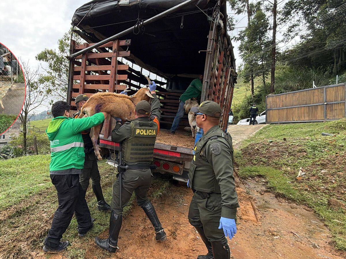 Rescatan 13 animales en Altavista y anuncian investigación por presunto maltrato