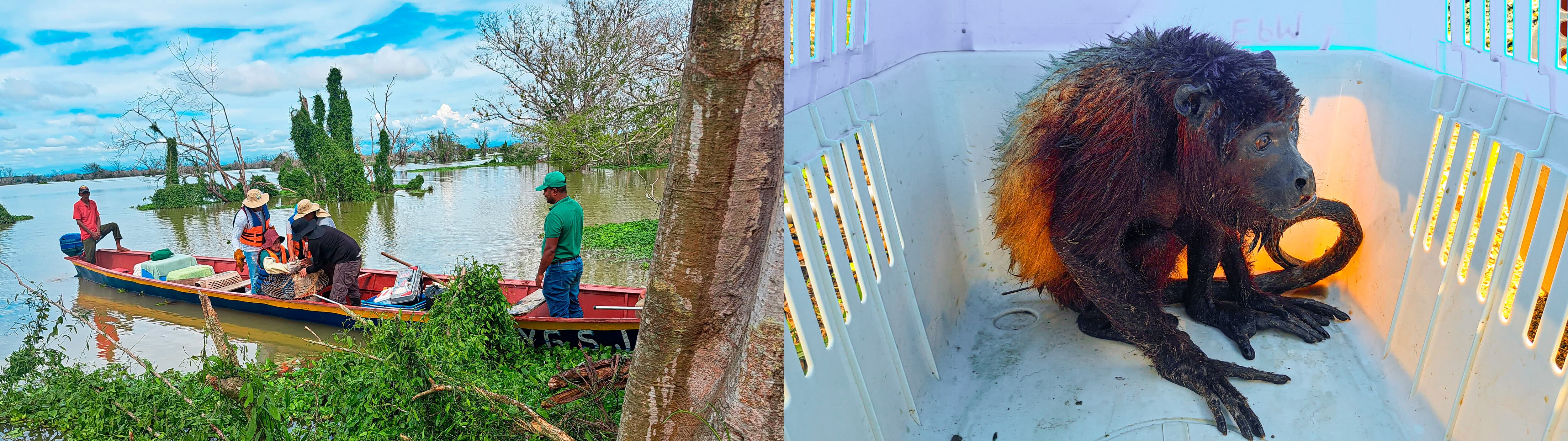 Corpomojana solicita ayuda para rescatar animales silvestres de zonas inundadas en La Mojana