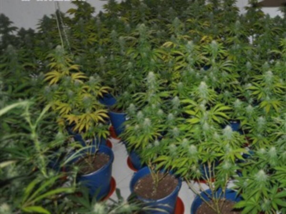 Cuatro colombianos detenidos en España por cultivar y vender marihuana