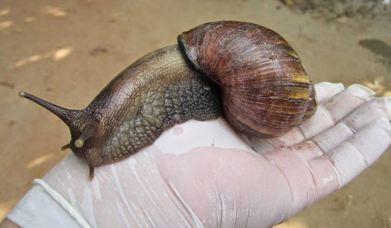 Autoridades realizarán barrido por los municipios donde se ha detectado esta especie