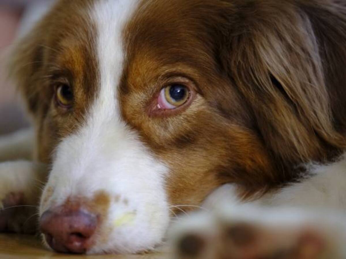 Hombre afirma que su perro le disparó mientras jugaban