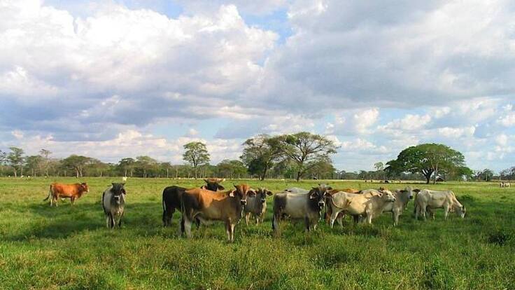 Daniel Murcia, ganaderos Magdalena - Tema costo de la carne en Colombia