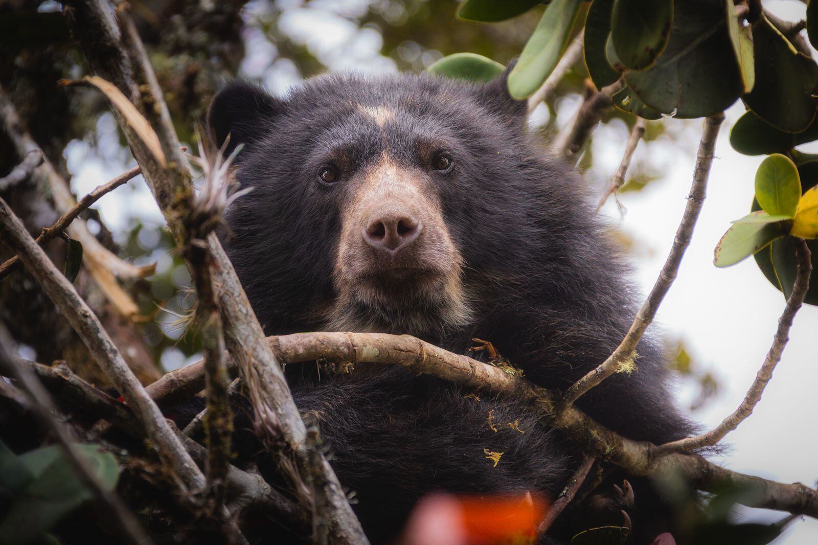 Un llamado al cuidado y protección de un oso andino avistado en cuenca alta del río Bogotá. Crédito: CAR Cundinamarca
