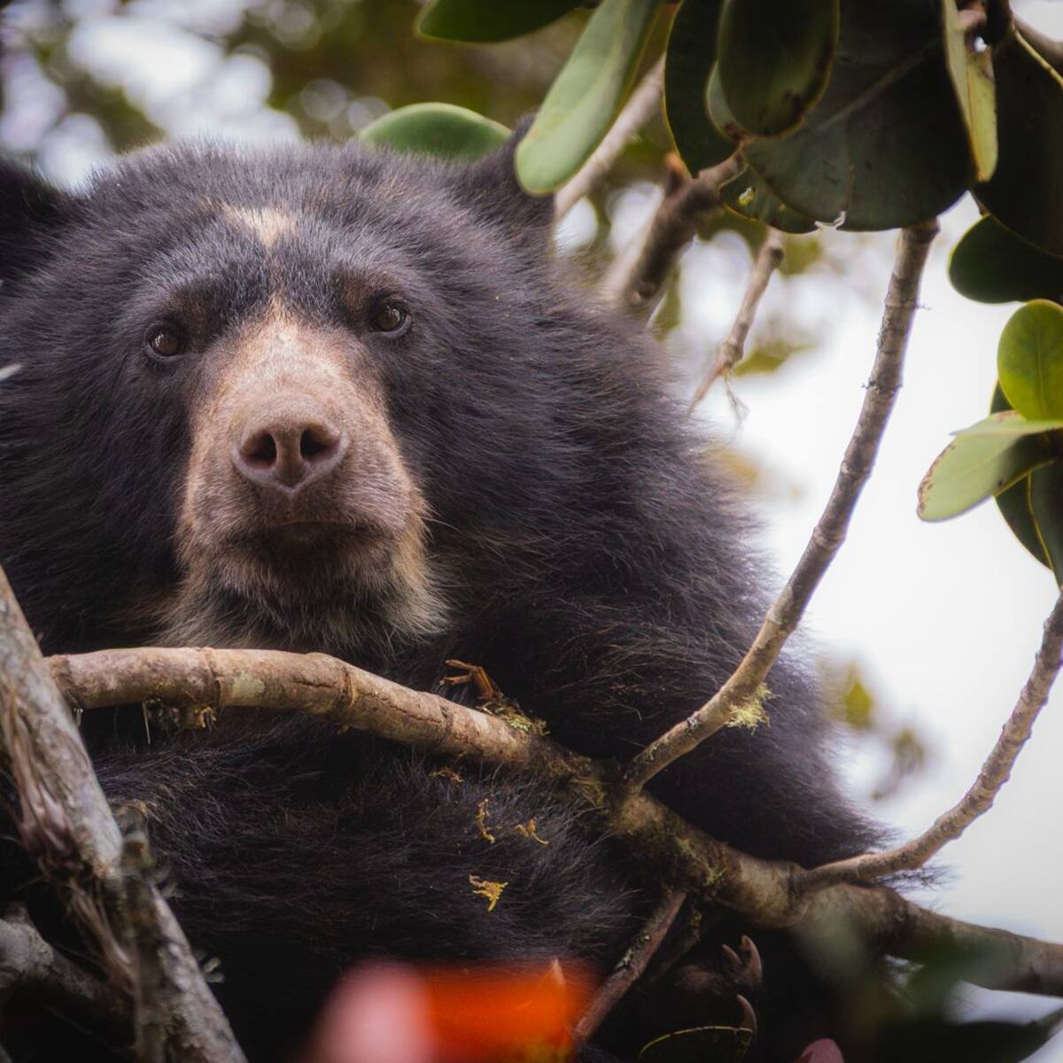 Amenazan a funcionarios de la CAR durante operativo de protección a un oso andino en Villapinzón