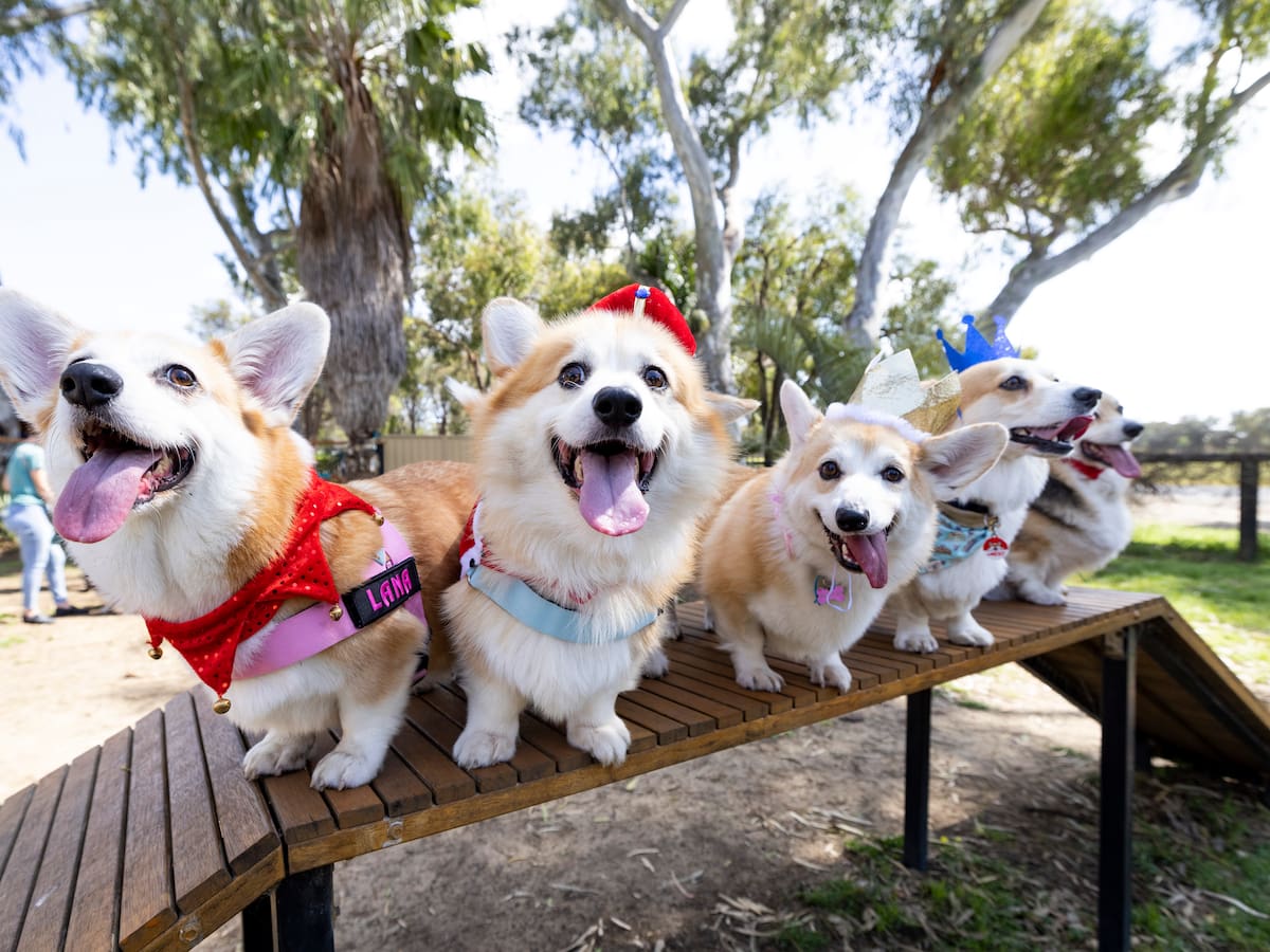 El precio de los corgis está por las nubes tras la muerte de la reina Isabel II