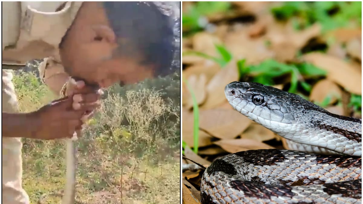 ¡Impactante! Policía dio respiración boca a boca a una serpiente intoxicada y salvó su vida