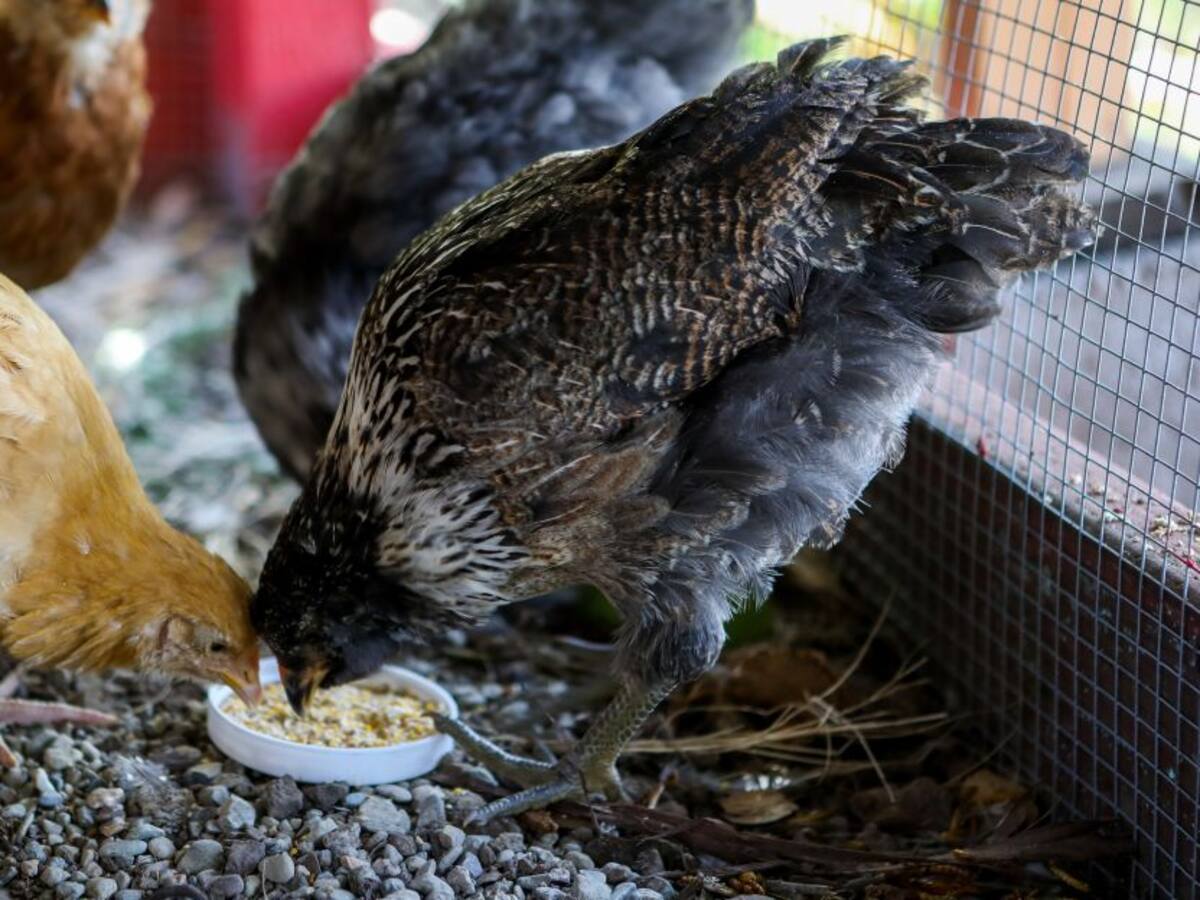 Bloqueos en el país ponen en riesgo 60 millones de aves de granja
