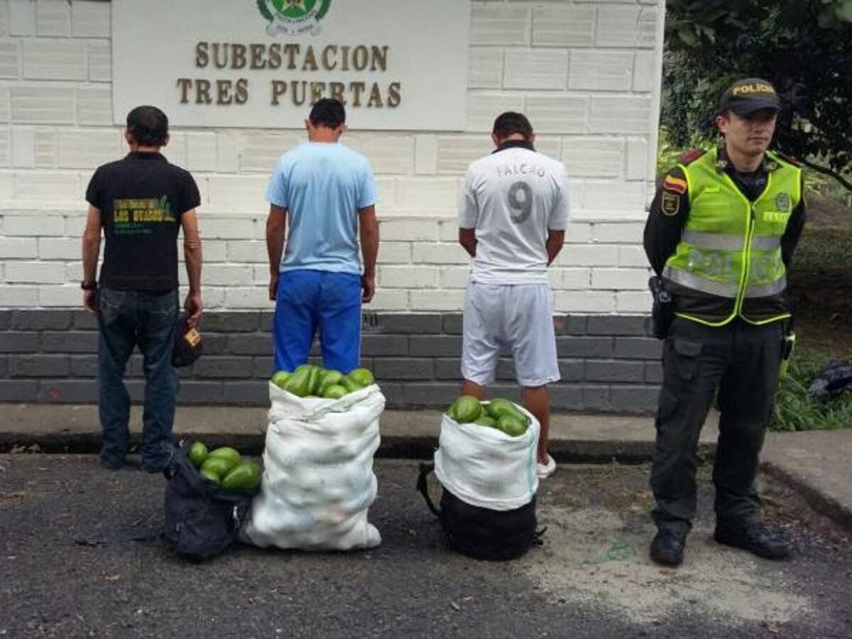 Tres personas fueron capturadas por robar aguacates