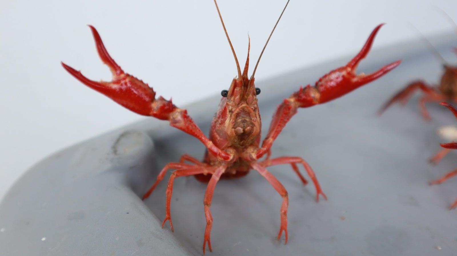 CAS advierte presencia de langostilla roja en Santander: es una amenaza para la biodiversidad local. Foto: CAS.