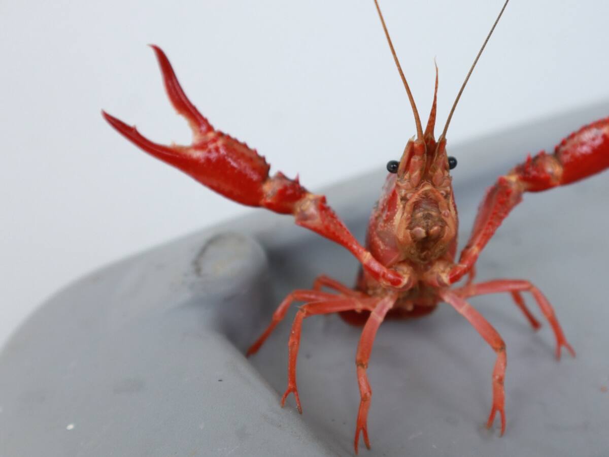 CAS advierte presencia de langostilla roja en Santander: es una amenaza para la biodiversidad local