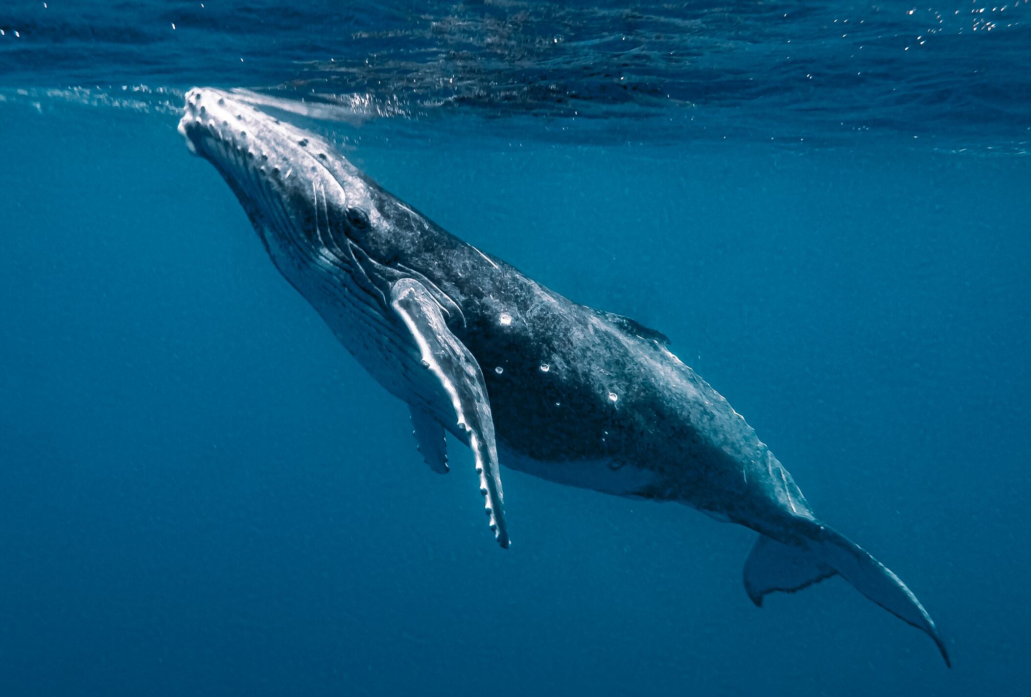 Ballena / Getty Images