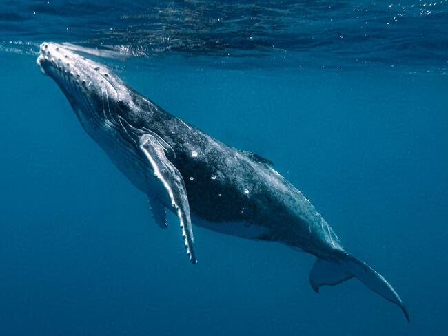 Ballena / Getty Images