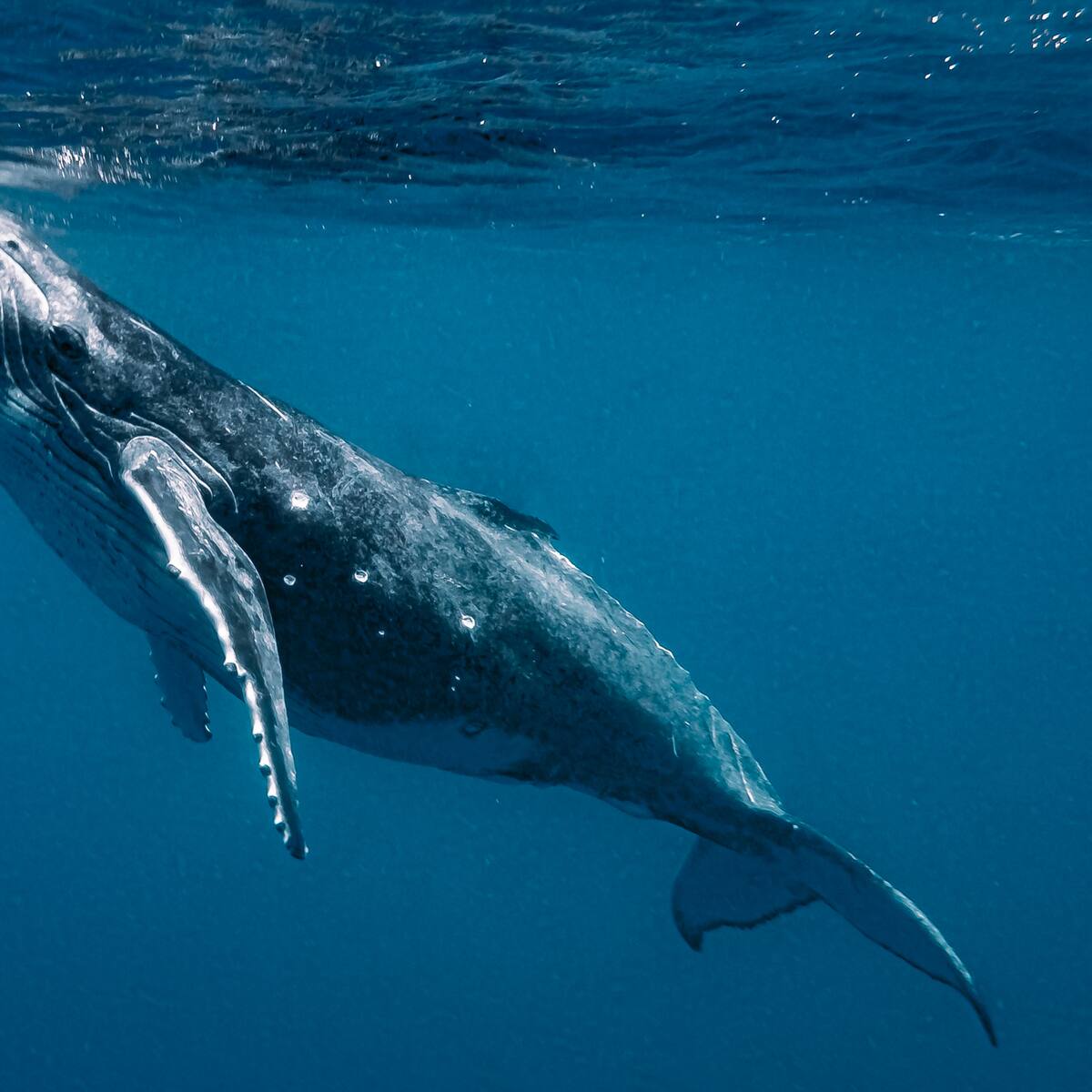 Científicos afirman que el lenguaje de las ballenas es clave para detectar alienígenas