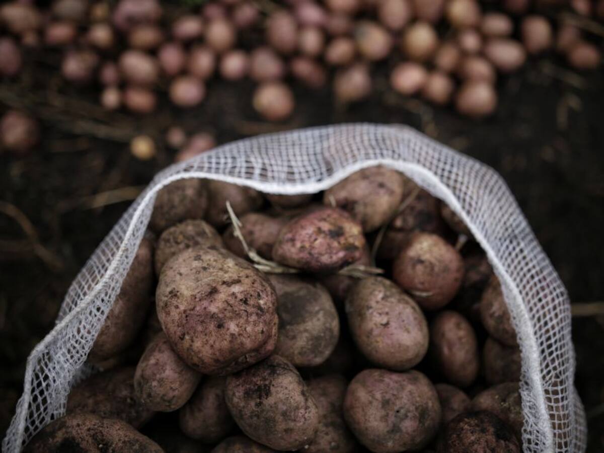 Reaccionan al alza los precios de la papa