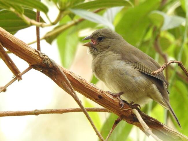 Avistan una nueva especie de ave en la reserva natural Alto de San Miguel