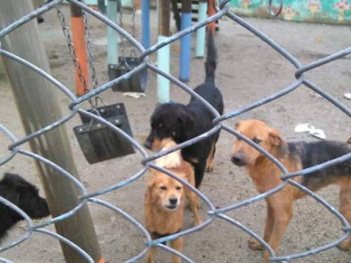 Bienestar animal confirmó que fueron 9 los perros muertos en Usme