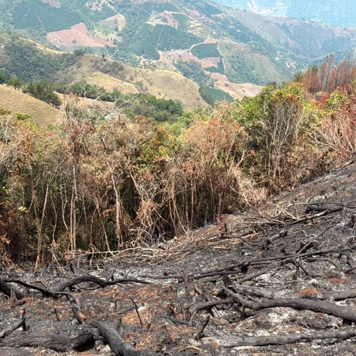 Antioquia activa una bolsa de $500 millones para recompensas para quienes denuncien a los pirómanos