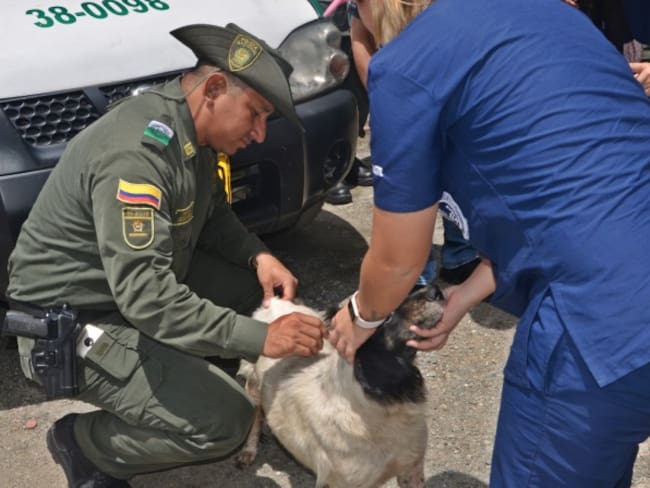 Policía inicia plan de rescate de animales abandonados en Puerto Valdivia