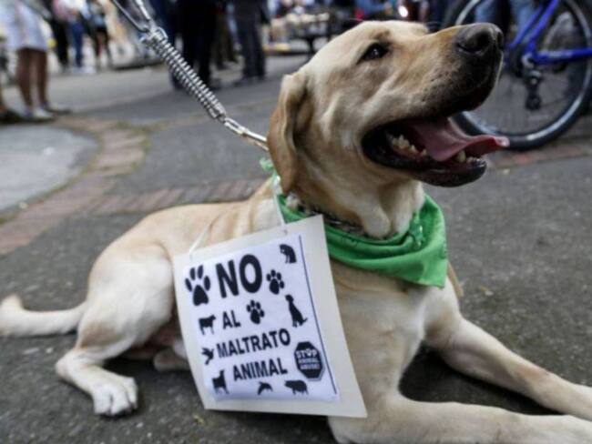 Escándalo por caso de maltrato animal en Boyacá: el maltratador es concejal