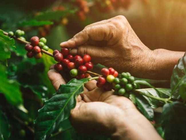 Risaralda empleará a 50 mil recolectores de café durante la cosecha