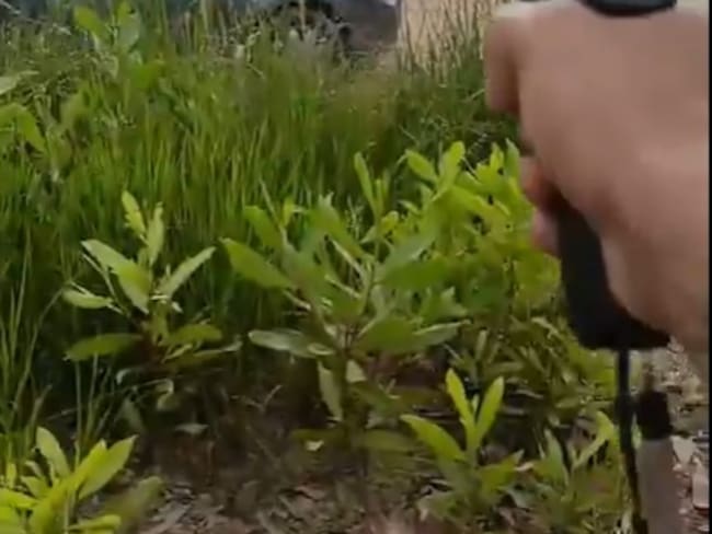 Disputa Farc - ELN en el Catatumbo / Foto: Cortesía